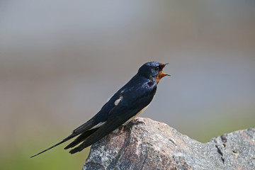 Portraits barn swallow (Hirundo rustica) sits on a stone. Shot from a very close distance, detailed photos