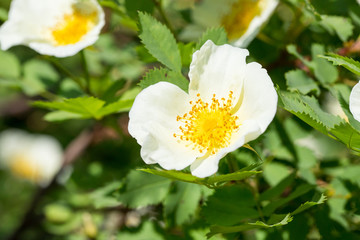 white flowers of wild rose