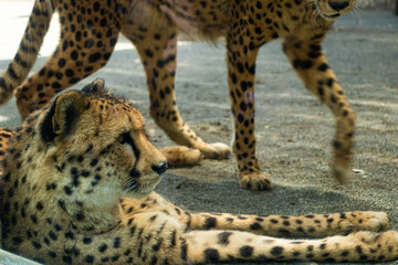 チーター