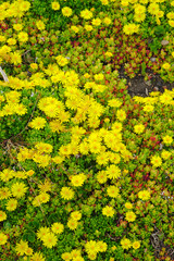 fleurs jaune de delosperma - Delosperma nubigenum