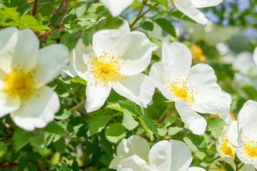 white flowers of wild rose