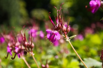 Close up of pink bigroot geranium (macrorrhizum) blossoms with closed buds and green blurred background in garden bed