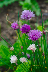 fleurs violette de ciboulette - allium schoenoprasum
