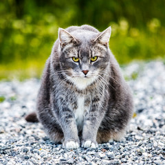 Fototapeta premium Cat