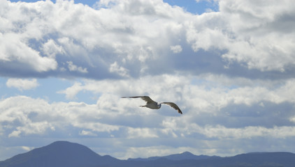 seagull flying in the sky