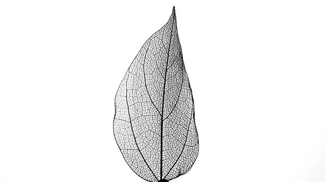 Skeleton of leaf on a white background.