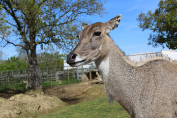 mammifére sauvage / impala / Nilgaut