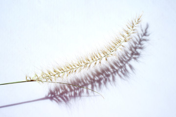 a single piece of dry decorative  grass on a white neutral background