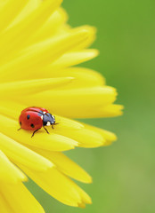 lady on yellow flower