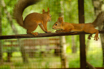 A red squirrel stands near a tree with a nut.