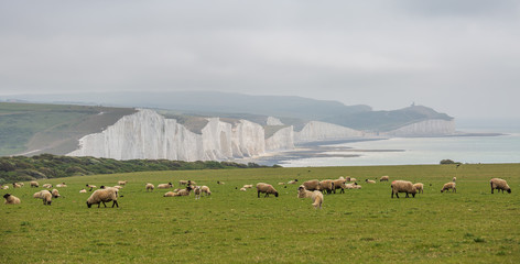 Seven Sisters National park, white cliffs, East Sussex, England