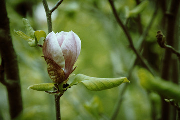 Magnolia tree head. Pink magnolias in spring day. Beautiful pink magnolias on blue sky background. Blooming Magnolia flowers and stunning buds in spring season. Warmest colors of magnolia flowers.