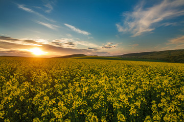 Blooming yellow fields of rapeseed  flowers in countryside at sunset sky