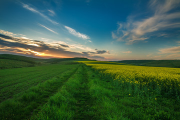 Fototapeta na wymiar Blooming yellow fields of rapeseed flowers in countryside at sunset sky