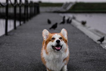 Happy corgi