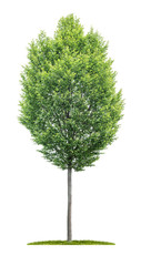 An isolated  tree on a white background - Carpinus betulus -  Hornbeam