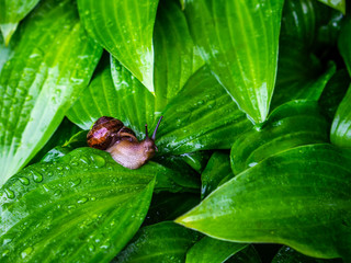 The leaves of the plant host after the rain with the grape snail