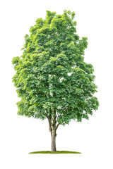 Isolated  tree on a white background - Acer - Maple