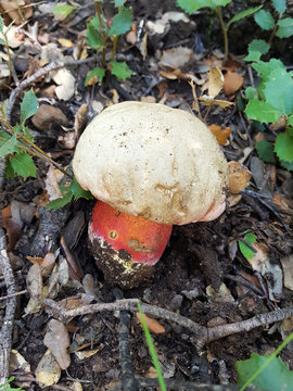 devil's bolete, Boletus satanas mushroom is growing in the forest in Moncayo, Aragon, Spain