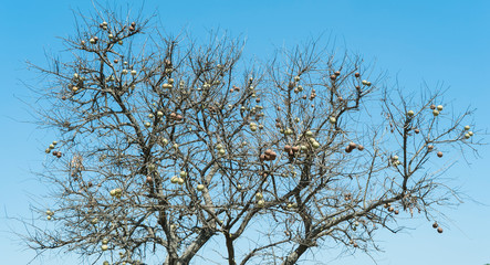 Indian Baels Tree