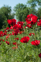 Closeup of red poppies in a field