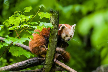 14.05.2019. Berlin, Germany. Zoo Tiagarden. The little red panda sits on branch licks and eats...
