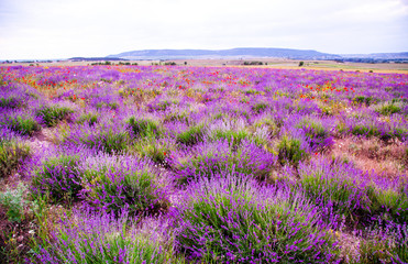 Fototapeta na wymiar Field with flowering lavender and poppies 