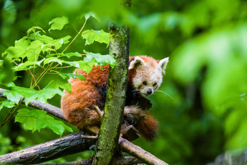 14.05.2019. Berlin, Germany. Zoo Tiagarden. The little red panda sits on branch licks and eats...