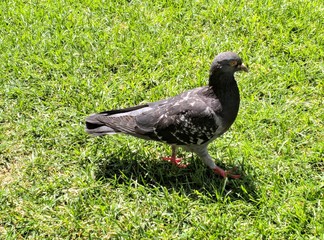 pigeon on green grass nature bird