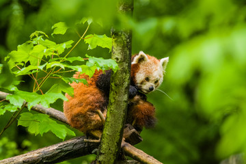 14.05.2019. Berlin, Germany. Zoo Tiagarden. The little red panda sits on branch licks and eats...