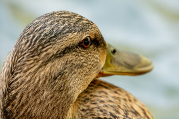Head of a female duck