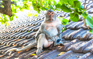 Monkey stole a tourist sunglasses and sits with them on the roof. 
