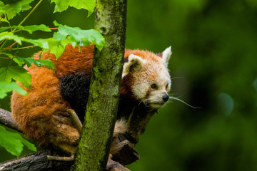 14.05.2019. Berlin, Germany. Zoo Tiagarden. The little red panda sits on branch licks and eats...