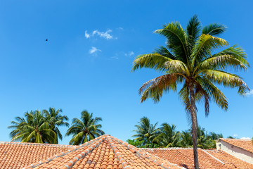 Fototapeta na wymiar A palm in front of a blue sky