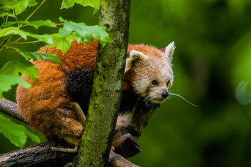 14.05.2019. Berlin, Germany. Zoo Tiagarden. The little red panda sits on branch licks and eats...