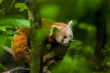 14.05.2019. Berlin, Germany. Zoo Tiagarden. The little red panda sits on branch licks and eats...