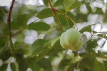 apple on tree