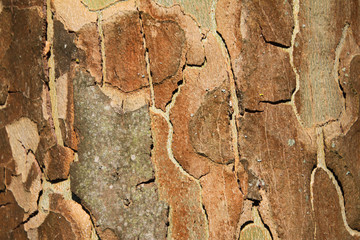 Close up of bark surface of plane tree (sycamore) in bright sunlight