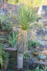 Palme im Garten