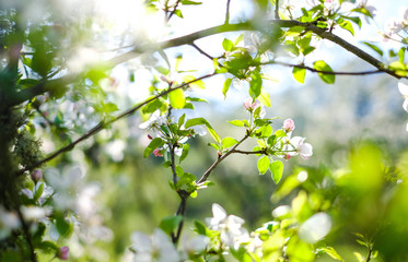 Fototapeta premium Blooming Apple tree branch on blurred background 