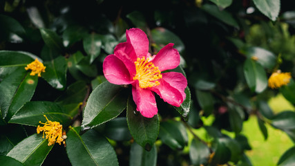 Obraz premium red flower in the garden