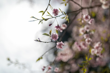 春