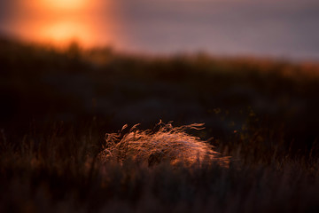Beautiful landscape with sunset over saline lake Baskunchak and feather grass