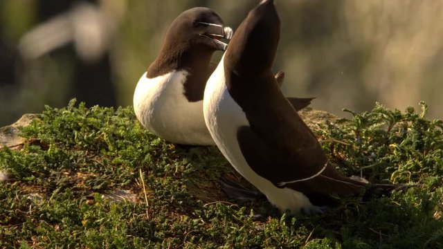 2 Razorbill preen each other in a loving fashion bathed by golden hour light at sunrise