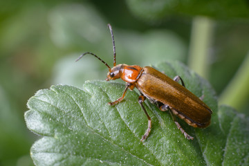 Golden whiskered beetle on a juicy leaf. Macro, selective focus