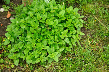 Lush lemon balm flowers outdoors.
