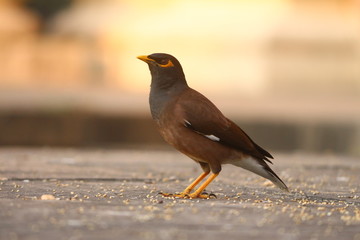 Brown Robin bird 
