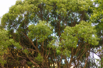 thick trees  green  texture background