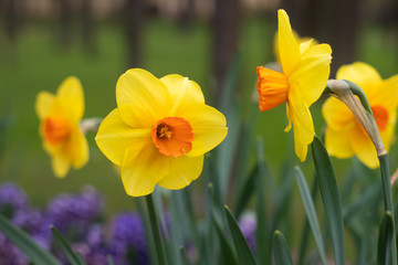 Spring flowers yellow daffodils. beautiful yellow flowers.