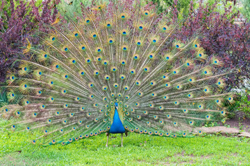 Obraz premium Close up male peacock with fully unfolded feathers of his tail